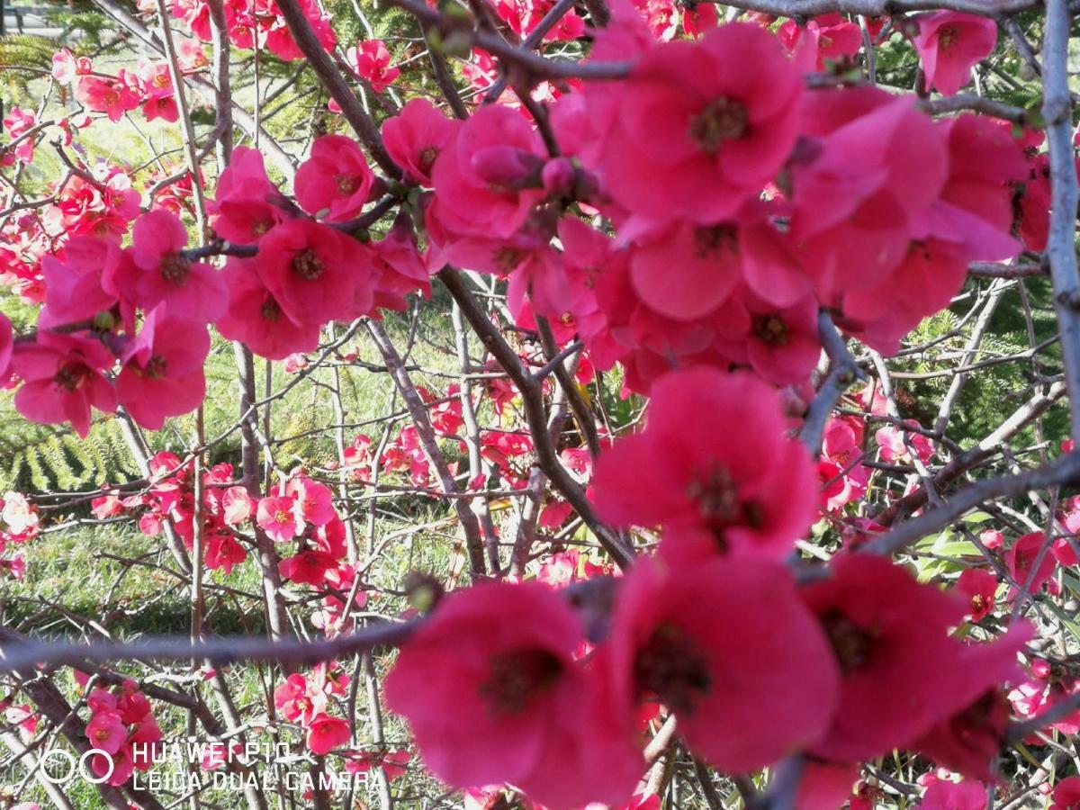 B&B Fiori Di Pesco Fertilia Dış mekan fotoğraf